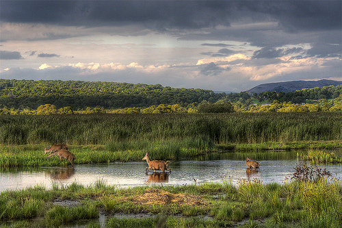 Red deer at Leighton moss © Paul King