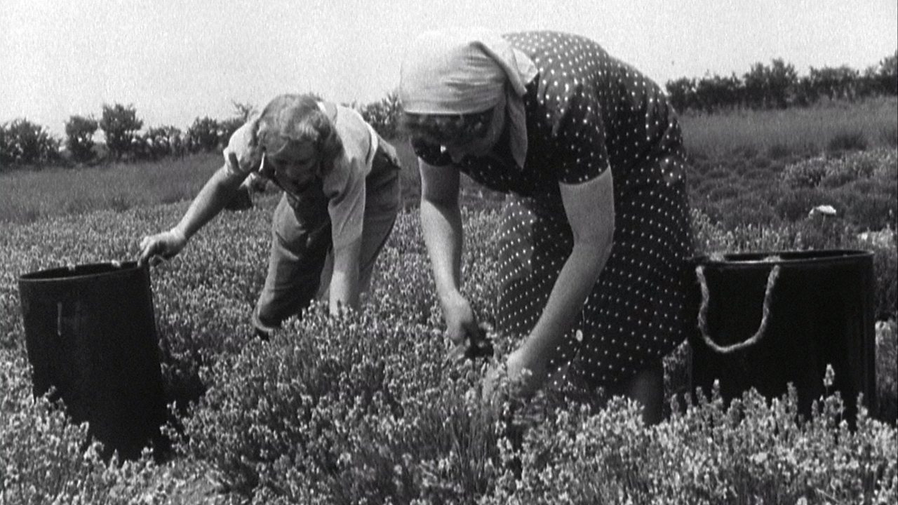 Norfolk lavender harvest, 1949