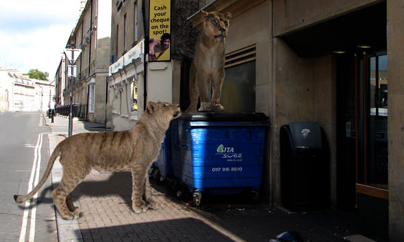 if cave liions hadn't gone extinct