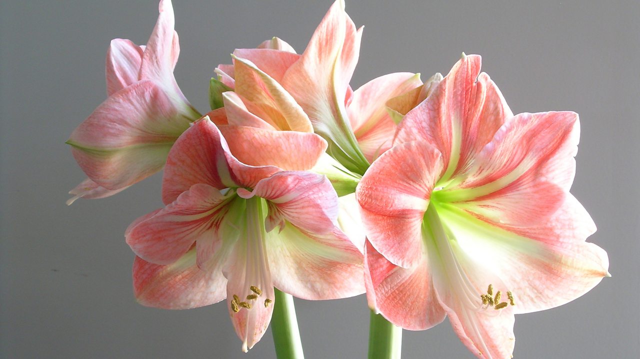 Dring: Five Songs to Poems By Herrick