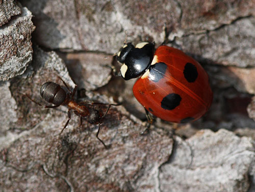 Scarce-7spot with ant - Ken Dolbear