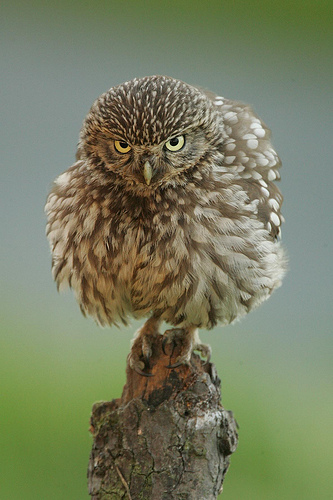 Little owl by Robert Fuller
