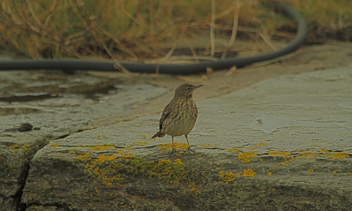 rock pipit