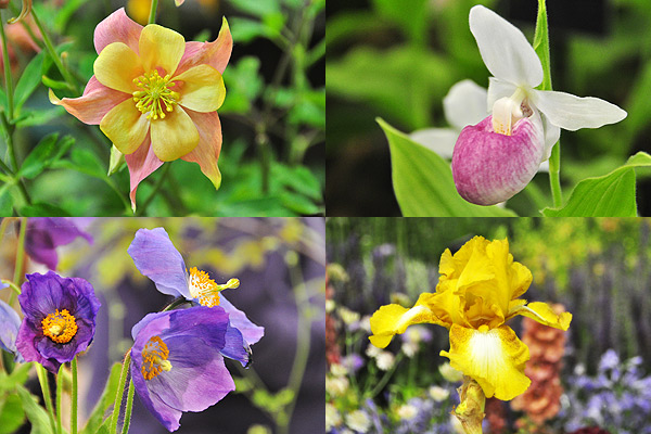 Flowers on display in the Floral Hall at Gardening Scotland 2011