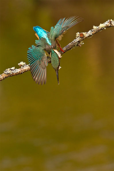 Kingfisher by Jules Cox