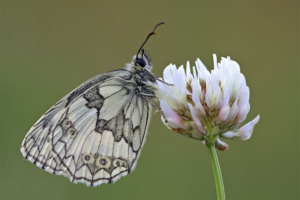 Marbled white butterfly by Heath McDonald