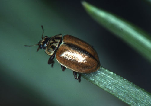 Larch ladybird by Mike Majerus