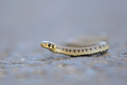 Grass snake © Richard Heeks