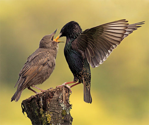 Starlings by Grant Glendinning