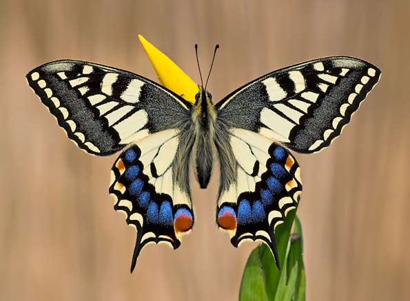 swallowtail butterfly by Matt Berry