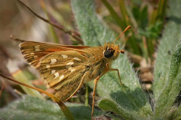 Silver-spotted skipper by David Longshaw
