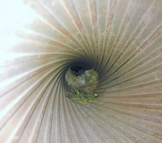 Blue Tit in Tank Barrel by Charlie Wright