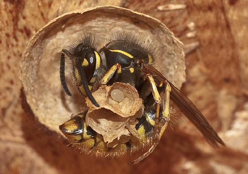 nest building wasp by robin m