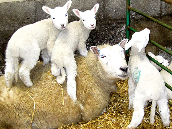 Photograph of a some lambs and a ewe.jpg