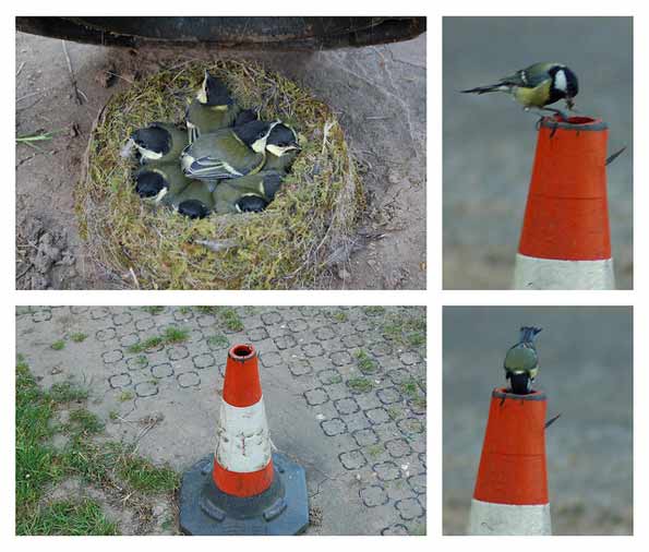 nest in cone by Joanna W11