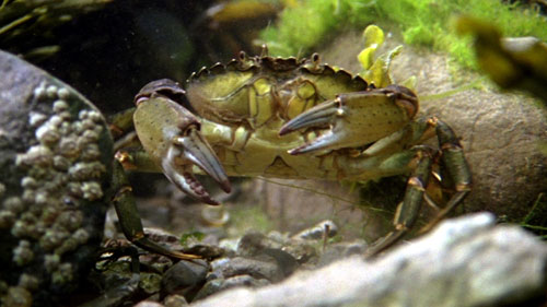Velvet swimming crab