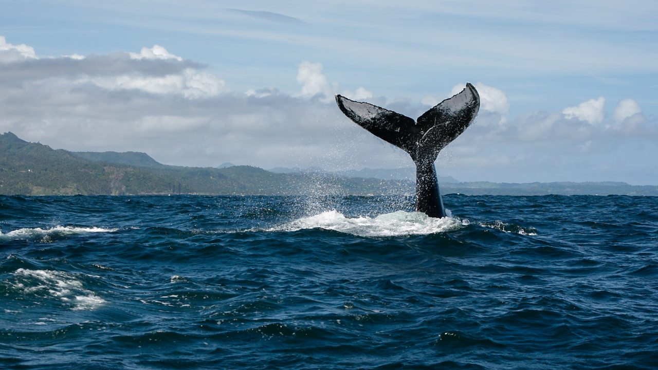 Songs from the Silver Banks