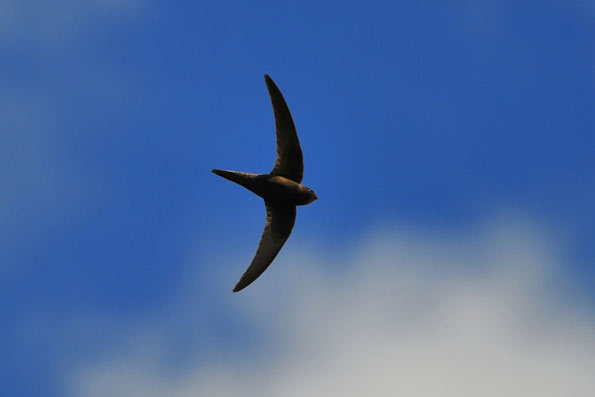 swift by The Real Oldboy