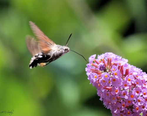 Hummingbird hawk-moth © Grasping air