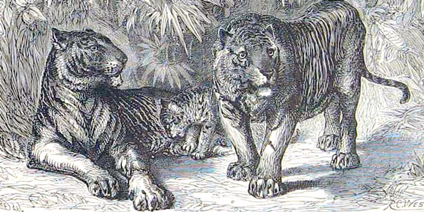 Three Trapped Tigers