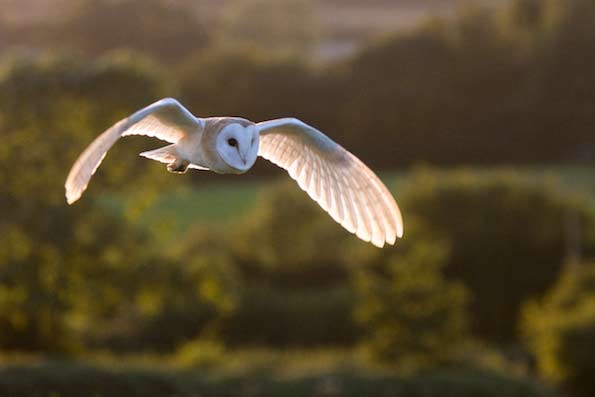 barn owl copyright Paul Edwards