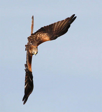 Red kite on the wing by Don Carey