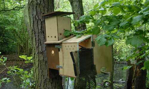 blue tit nest cam box