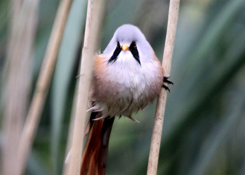 Bearded tit by Will Gray
