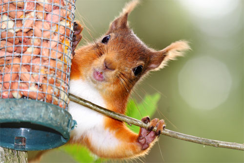 Red squirrel on a feeder © Neil Stalker