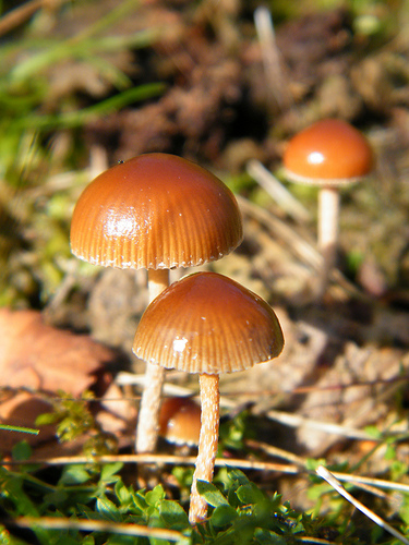 tawny grisette mushrooms by Derbyshire Harrier