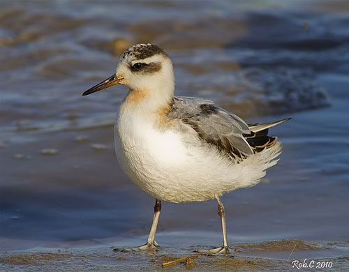 grey phalarope by Rob Cross