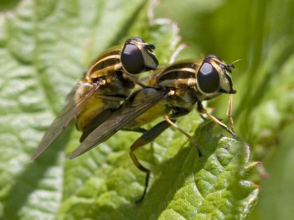 Hoverflies by mpgoodey