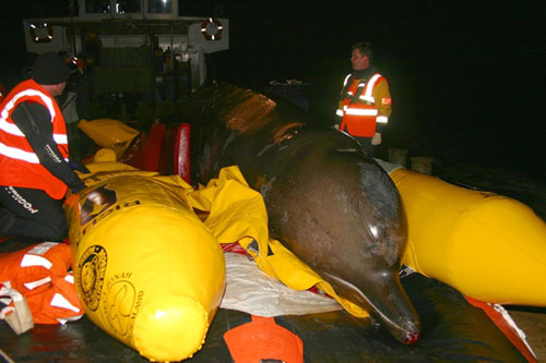 Whale rescue