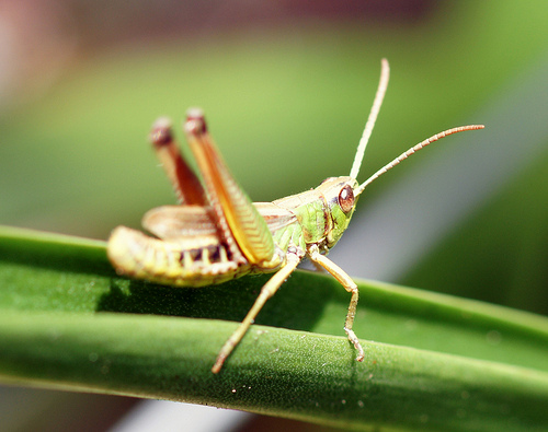 Grasshopper © Steve Maskell