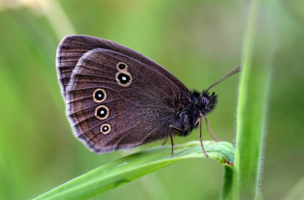 Ringlet by Mark Johnson