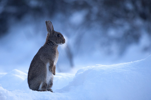 Rabbit by Gary Jones