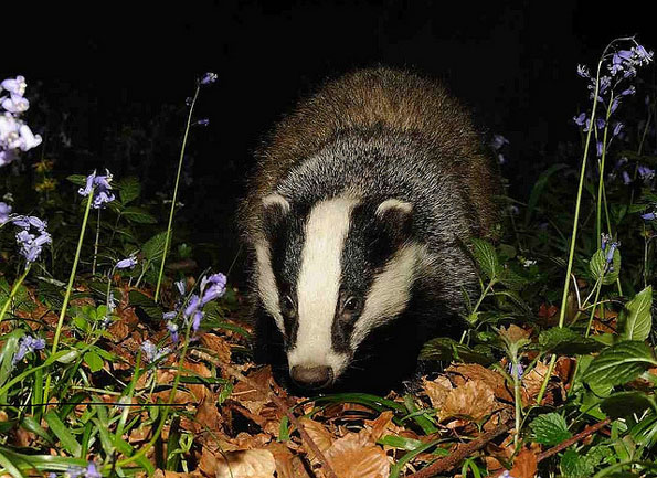 Badger in bluebells by Rehopkins