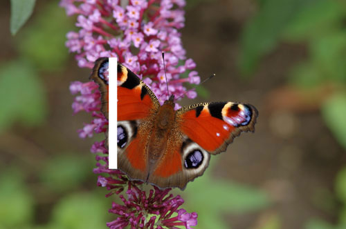 Peacock copyright Jim Asher