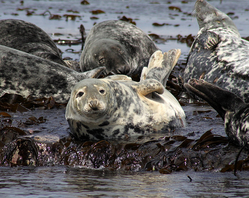 Grey seals © niknok2007