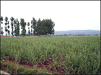 cane field