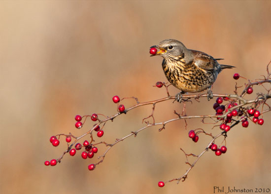 Fieldfare eating berries by Phil Johnston