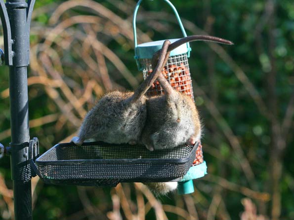 Cheek to cheek by mpgoodey