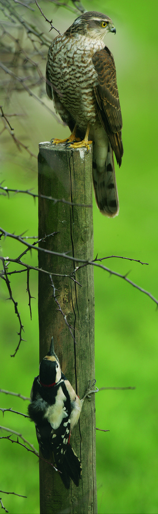 Sparrowhawk © Richard Fuller