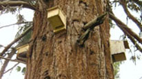 bat boxes in a tree