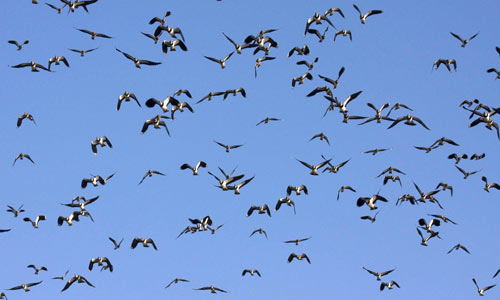 Starlings (photo copyright: John Harding/BTO)