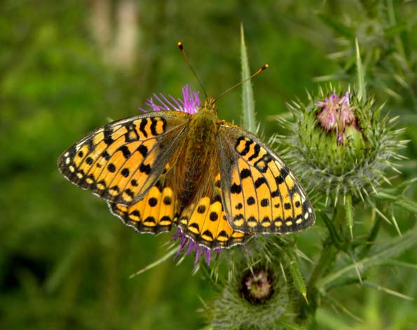 dark green fritillary by sandlings