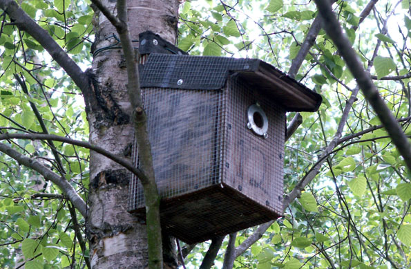 Fort knox bird box by Alan Forster