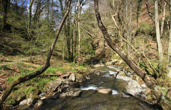 Woodland at Ynys-hir