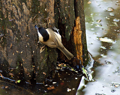Marsh tit by Dave / Gannet53