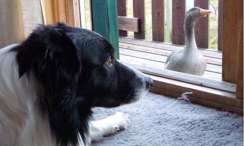 Greylag goose and dog by Dominique Walterson